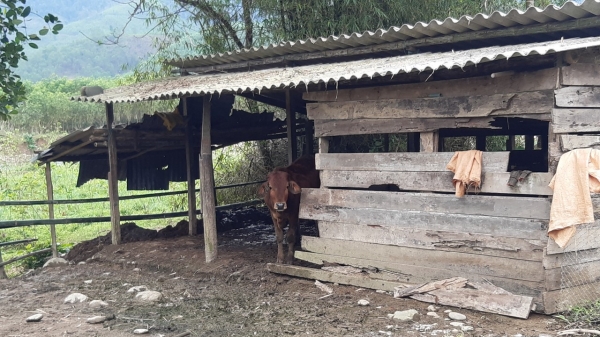 Thừa Thiên - Huế bảo vệ đàn gia súc trước rét đậm