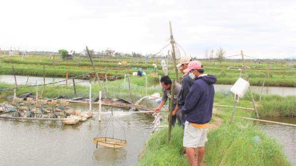Quảng Nam: Nhiều diện tích tôm nuôi chết hàng loạt