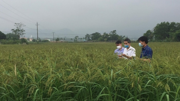 Nếp Quạ đen ở Thanh Sơn và người đàn ông ưa sưu tầm đặc sản