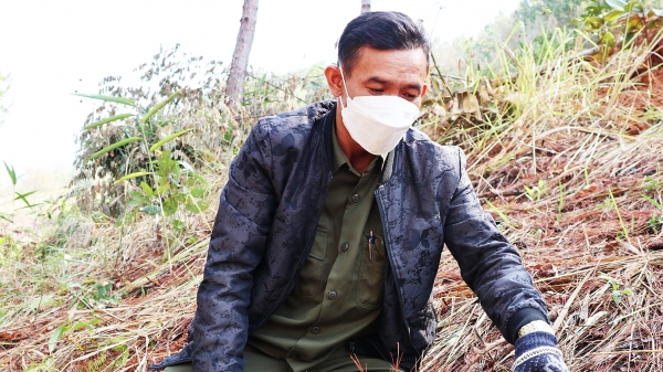 Rừng thông 3 lá ở Lâm Đồng lại bị tàn phá, lấn chiếm