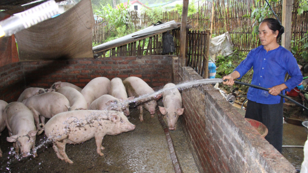 Chăn nuôi nông hộ thích ứng dịch tả lợn Châu Phi