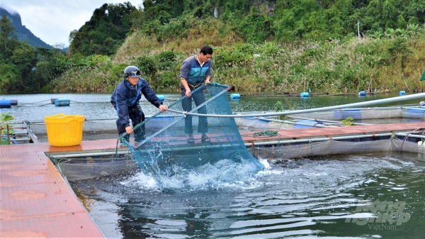 Nuôi cá đặc sản trên hồ thủy điện Tuyên Quang