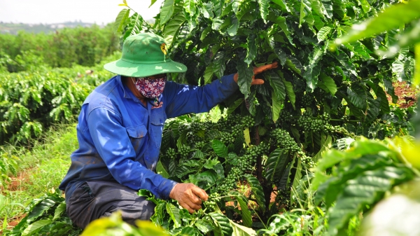 Linh hoạt vốn vay giúp nông dân tái canh cà phê