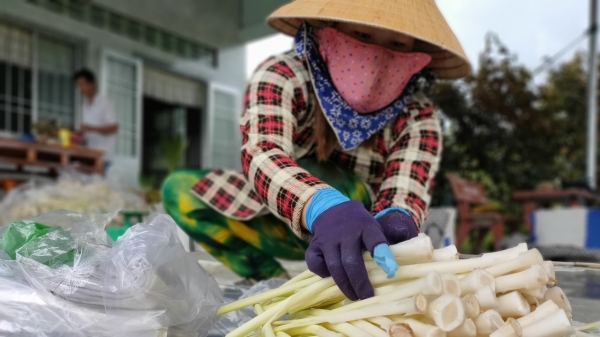 Vượt đại dịch Covid-19, nông dân trồng bồn bồn ở Cà Mau trúng mùa được giá