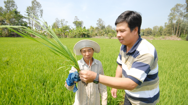 Nông dân tiếp cận tư duy mới trong canh tác lúa