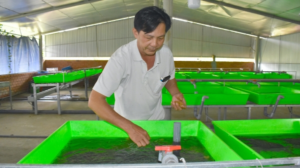 Hợp tác xã nuôi lươn đầu tiên của huyện Mang Thít