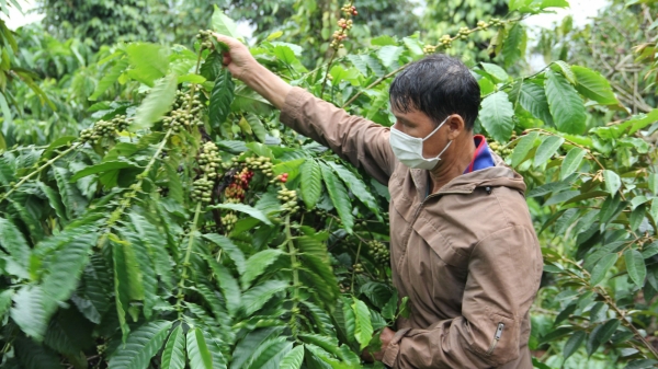 Dự án VnSAT tạo 'cú hích' cho tái canh cà phê