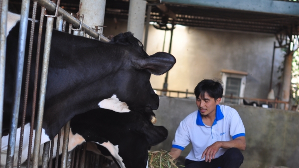 Phát triển chăn nuôi bò sữa ở 3 xã trọng điểm huyện Cát Tiên