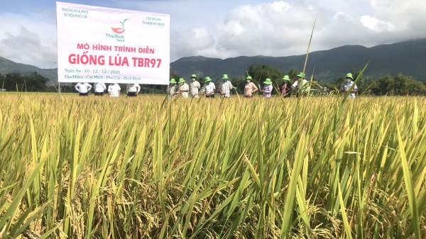 Bộ giống ThaiBinh Seed giúp nông dân tự tin chuyển đổi sản xuất