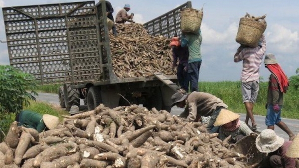 Trung Quốc tăng nhập khẩu sắn từ Thái Lan