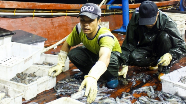 Dự báo ngư trường giúp khai thác hải sản hiệu quả