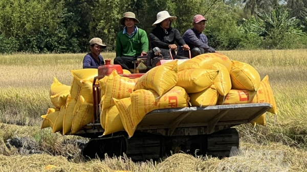 'Hữu cơ hóa' sản xuất lúa, hướng đến nông nghiệp xanh