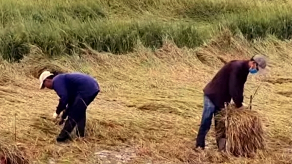 Tập trung thu hoạch lúa đông xuân bị ngã đổ