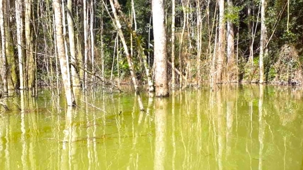 Do sai sót trong đo đạc 25ha rừng bị chết bởi thủy điện tích nước
