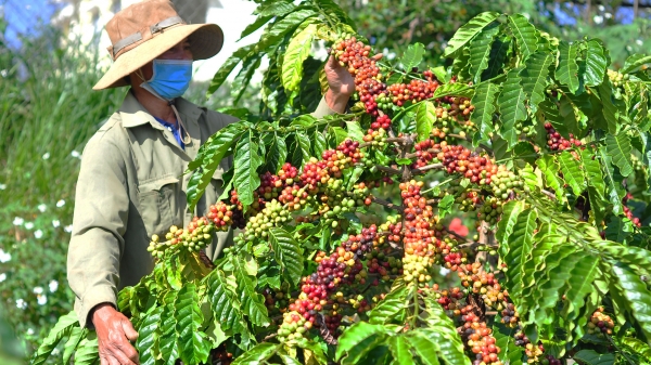 Dự án VnSAT giúp hình thành chuỗi liên kết sản xuất cà phê chất lượng cao