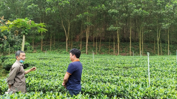 Thái Nguyên nâng cao hiệu quả kinh tế rừng