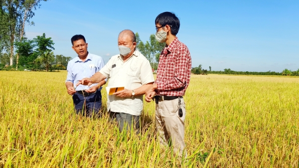 Phân hữu cơ có thay thế hoàn toàn được phân hoá học trong sản xuất lúa?
