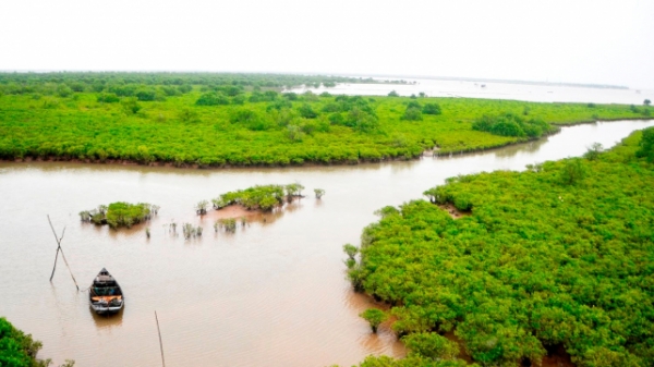 Gần 4,4 triệu USD phục hồi rừng ngập mặn