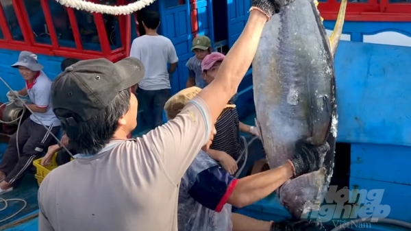 Xuất khẩu cá ngừ tận dụng tốt các FTA