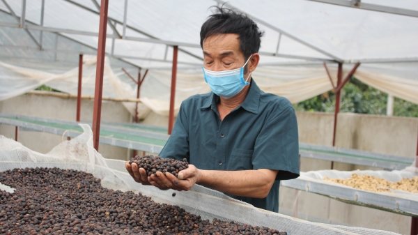 Hành trình nâng tầm thương hiệu cà phê Sơn La
