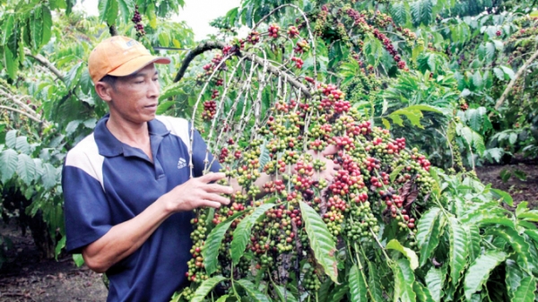 Cà phê cảnh quan tạo khác biệt cho nông nghiệp Tây Nguyên