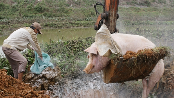 Dịch tả lợn châu Phi bùng phát, người chăn nuôi lao đao
