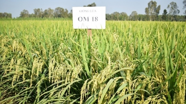'Nóng' chuyện bản quyền giống lúa OM 18 tại miền Tây