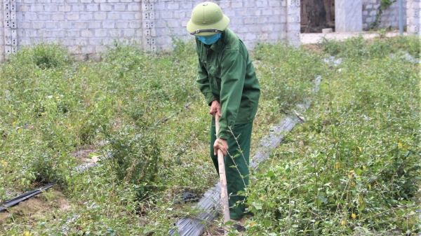 Tuyên Quang đặt mục tiêu 2.000 ha cây dược liệu và lâm sản ngoài gỗ