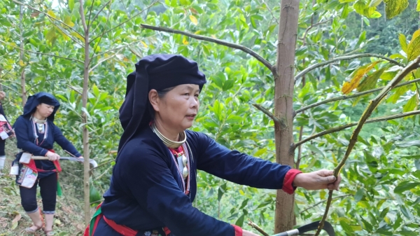 Nâng tầm giá trị gỗ rừng trồng ở Tuyên Quang