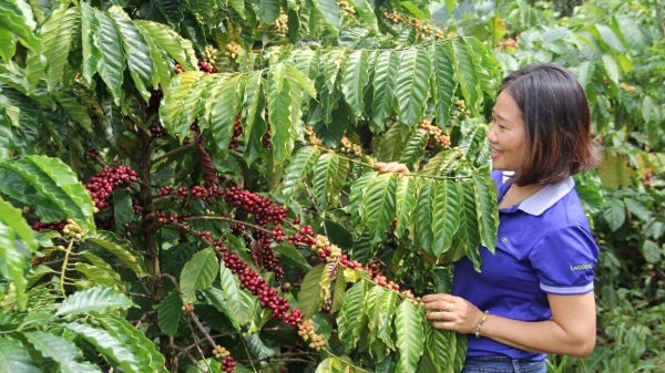 Mở rộng tái canh cà phê ra cả nước, tăng thu nhập 1,5 đến 2 lần