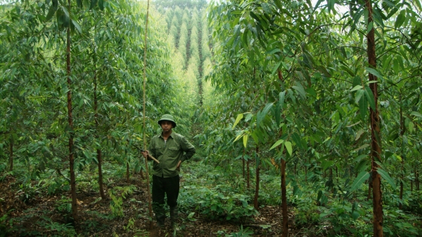 Tiềm năng lớn thị trường tín chỉ carbon của nông nghiệp Việt Nam
