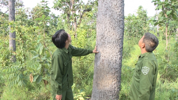 Quản lý, bảo vệ rừng: Chính quyền xã 'lực bất tòng tâm'