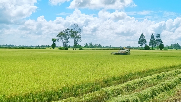 Phát triển 1 triệu ha lúa chất lượng cao tại ĐBSCL: Vai trò chuỗi liên kết