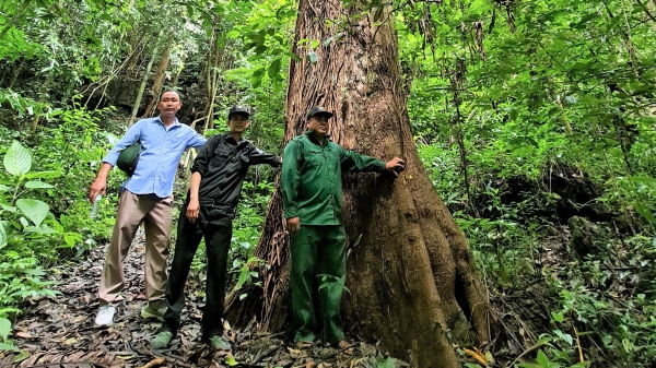 Giữ rừng như ‘người rừng’: Gian khổ nhân lên gian khổ