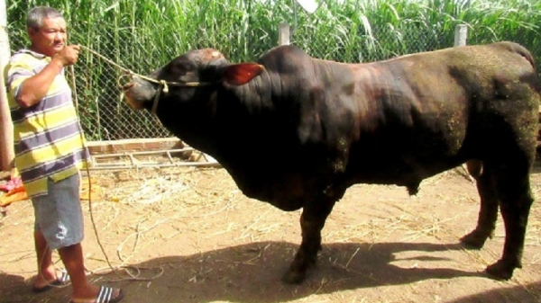 Xây dựng nhãn hiệu bò thịt chất lượng cao Bình Định