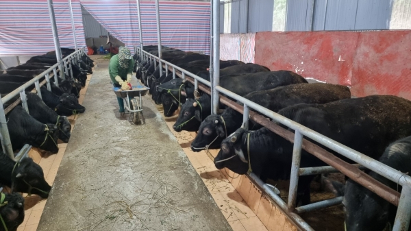 Vùng cao phát triển chăn nuôi đại gia súc hàng hóa quy mô
