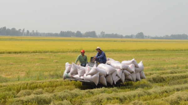 Kiên Giang: Phát triển vùng nguyên liệu lúa chất lượng cao lên tới 300.000ha