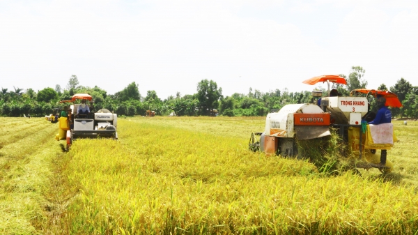 Hơn 10 triệu đô la Úc hỗ trợ nông dân sản xuất lúa giảm phát thải