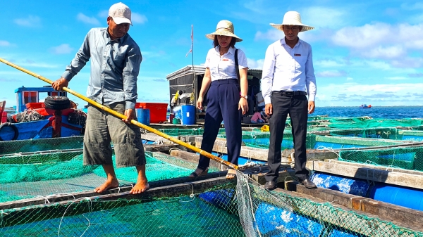 Nhờ nguồn vốn Agribank, ngư dân Lý Sơn nuôi cá biển lãi hàng tỷ đồng