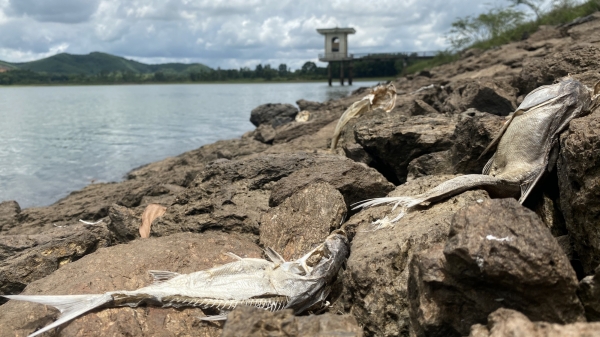 Vụ cá hồ Khe Lang chết bất thường: Nhiều thông số vượt quy chuẩn cho phép