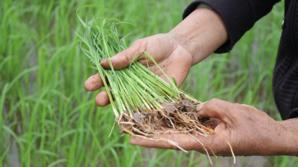 Cục Bảo vệ thực vật thống nhất biện pháp quản lý lúa cỏ
