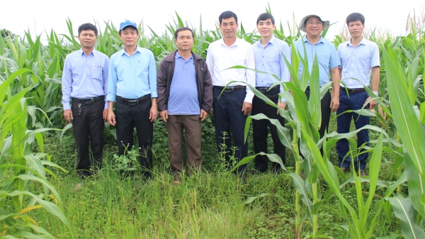 Doanh nghiệp liên kết trồng ngô sinh khối trên đất lúa bỏ hoang