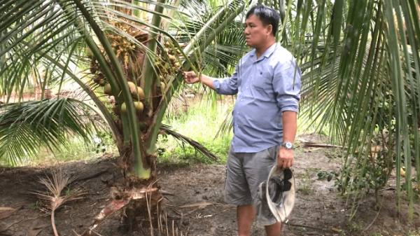 Trà Vinh: Phát triển 6.000ha dừa hữu cơ