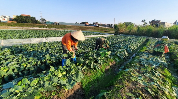 Quảng Yên sẽ chuyển 100% đất nông nghiệp sang trồng rau