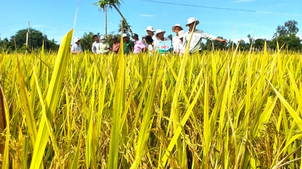 Bộ giống lúa Vinaseed làm 'xiêu lòng' nông dân Quảng Ngãi