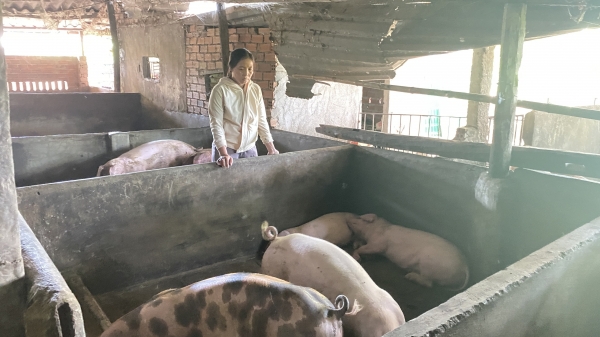 Phú Yên phản hồi thông tin lợn chết sau tiêm vacxin NAVET-ASFVAC