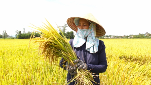 Giống lúa TBR97 'vững chân' trên đất Quảng Ngãi