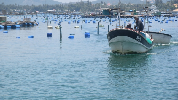 Nuôi biển - Cộng đồng phải thay đổi để thích ứng: [Bài 1] Hạ tầng nuôi thủy sản lồng bè quá tải