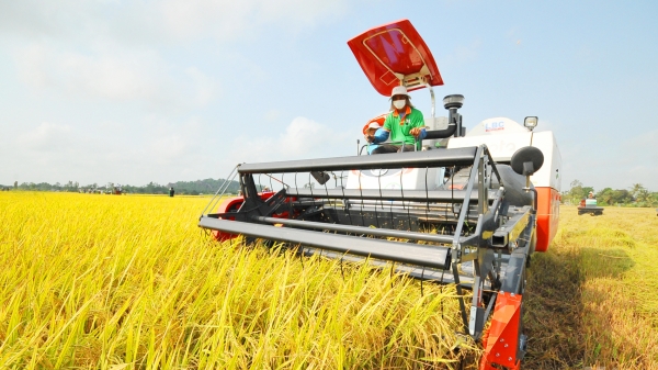 Áp dụng công nghệ để nâng lợi nhuận trồng lúa đạt 35 - 40%