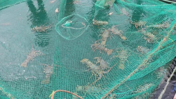 Nuôi biển - Cộng đồng phải thay đổi để thích ứng: [Bài 7] Giải pháp phòng bệnh trên thủy sản nuôi